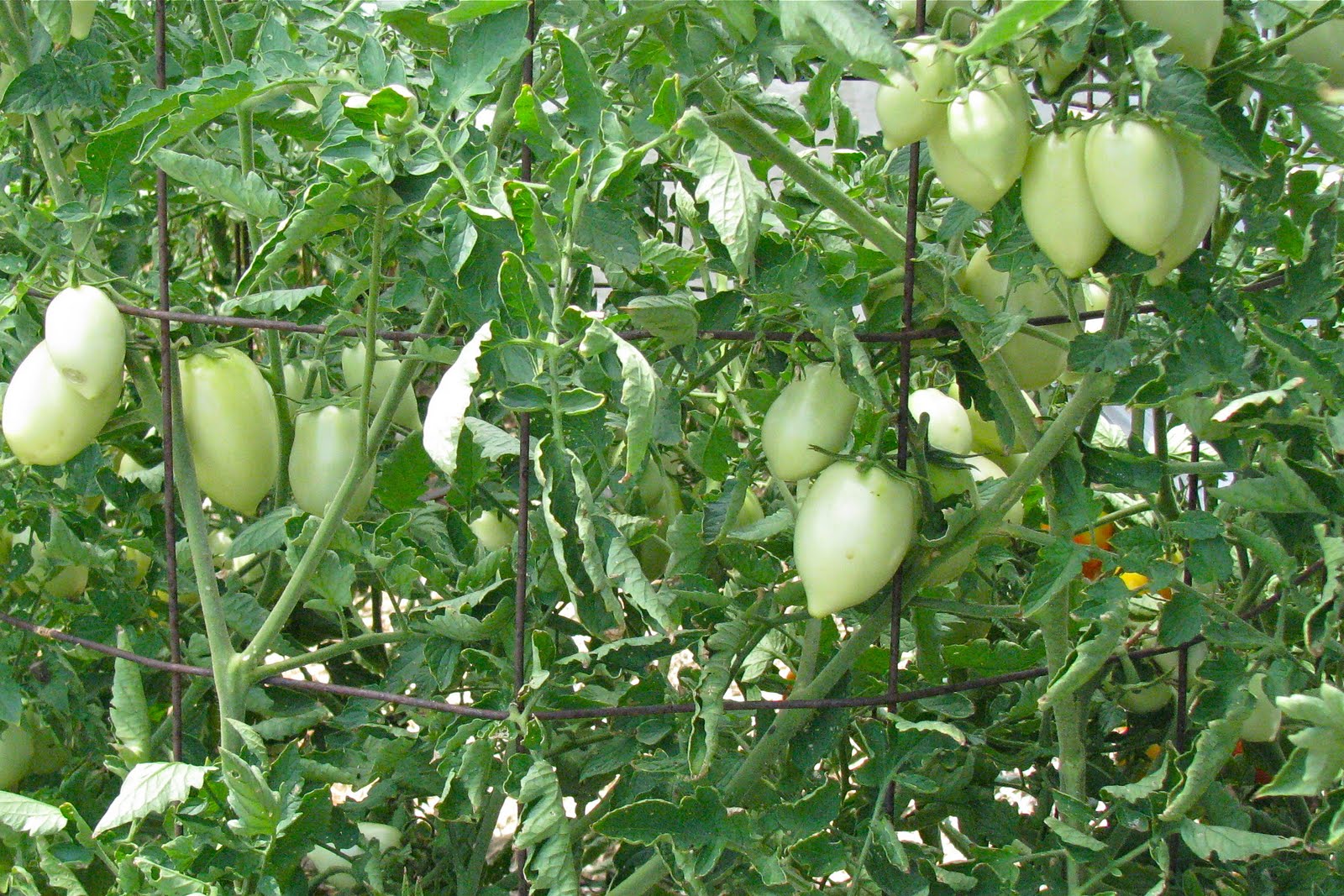 Harmony Gardens Hot Weather Tomatoes