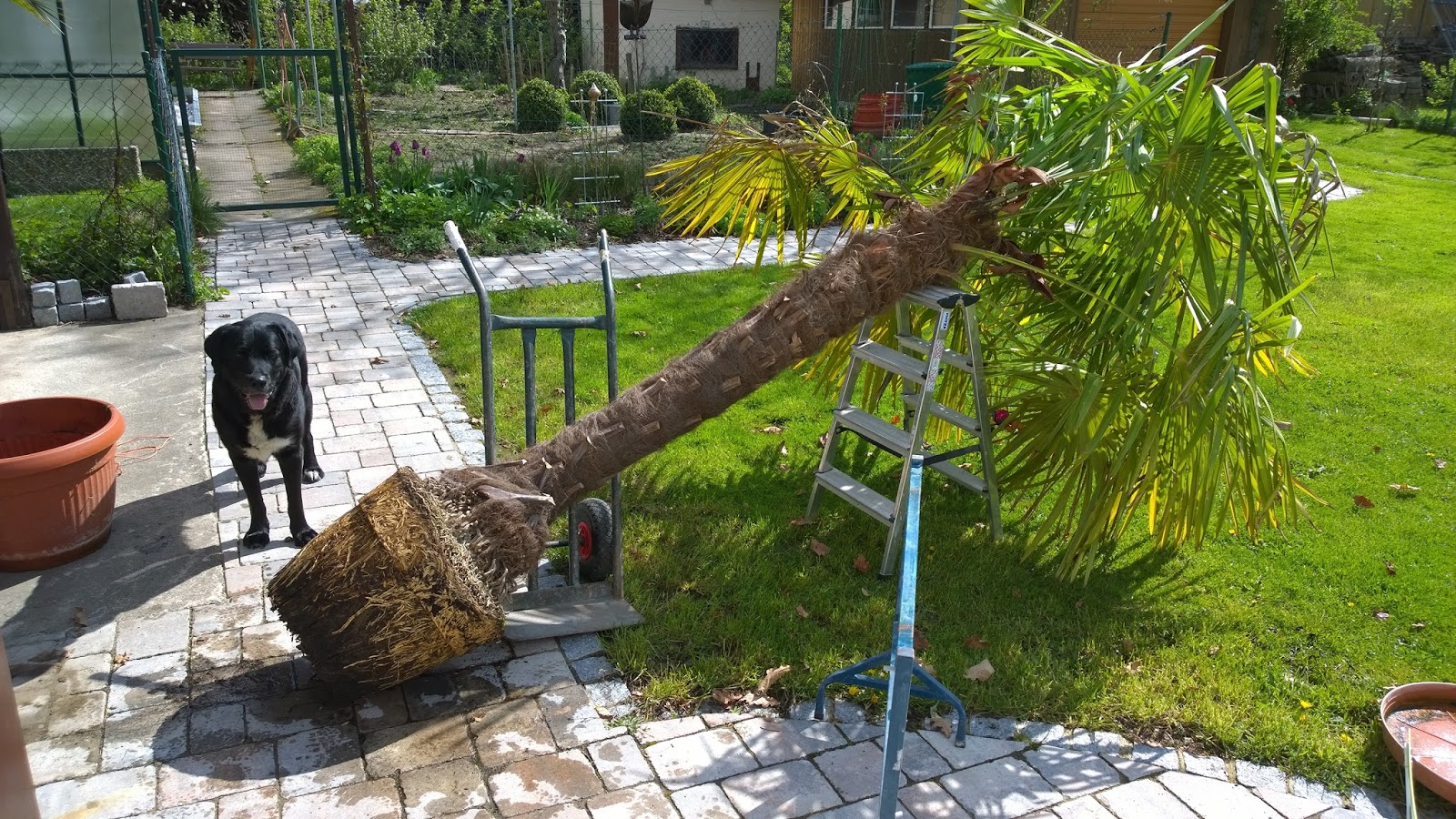 Achimsgarten der und GartenBlog Alle