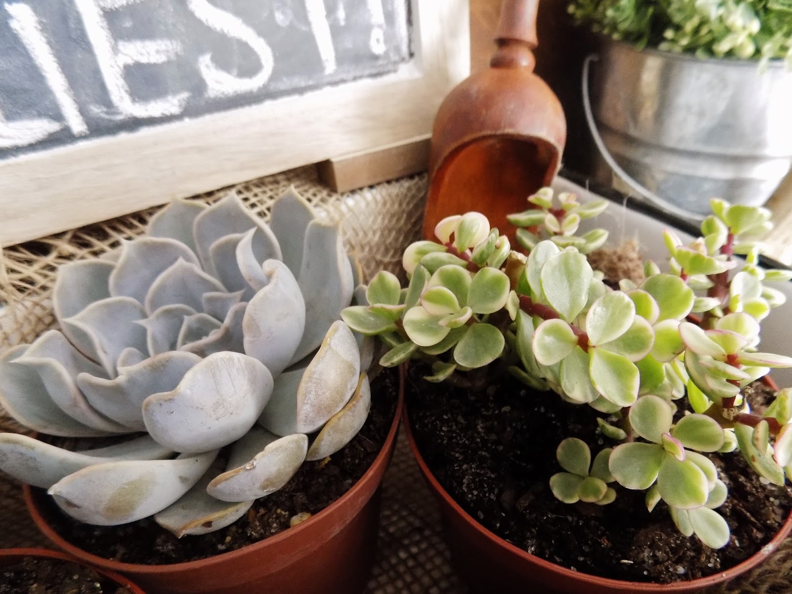 The Quaint Sanctuary:  DIY Succulent Garden 
