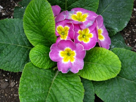 Allan Gardens Conservatory spring blooms yellow and pink primula by garden muses: a Toronto gardening blog