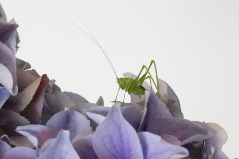 Kusamono bonsái HORTENSIA