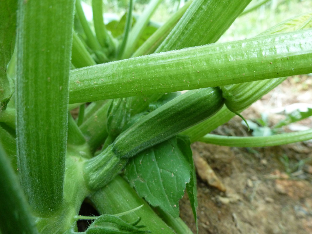 The Enchanted Tree Why are my Squash Dying?