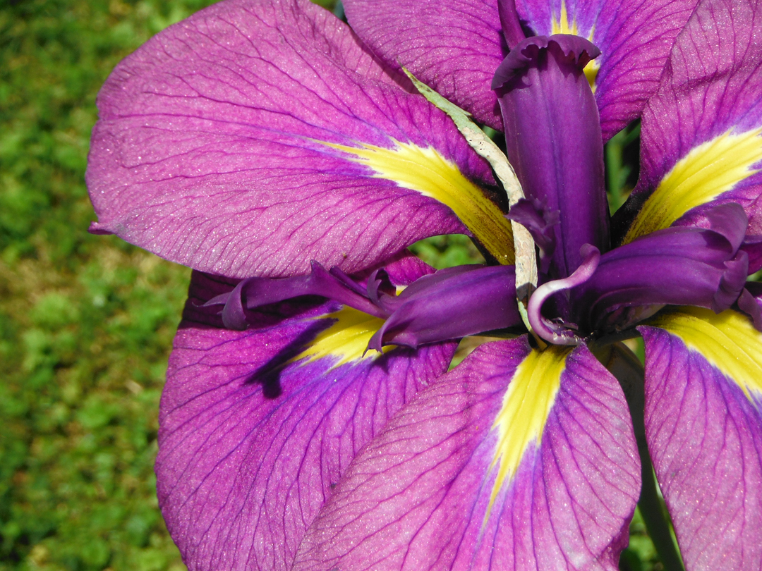 Cybersibes: Monday&rsquo;s view from the Moo: Local color