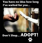 Adopt! Don't shop