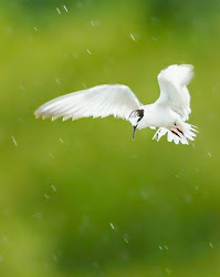 أجمل اللقطات الرائعة للطيور تحت المطر 30 صورة