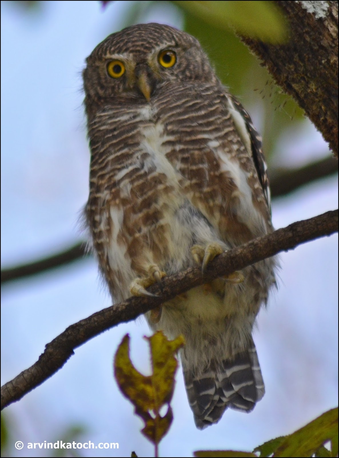 Asian Barred Owlet Pictures and Detail