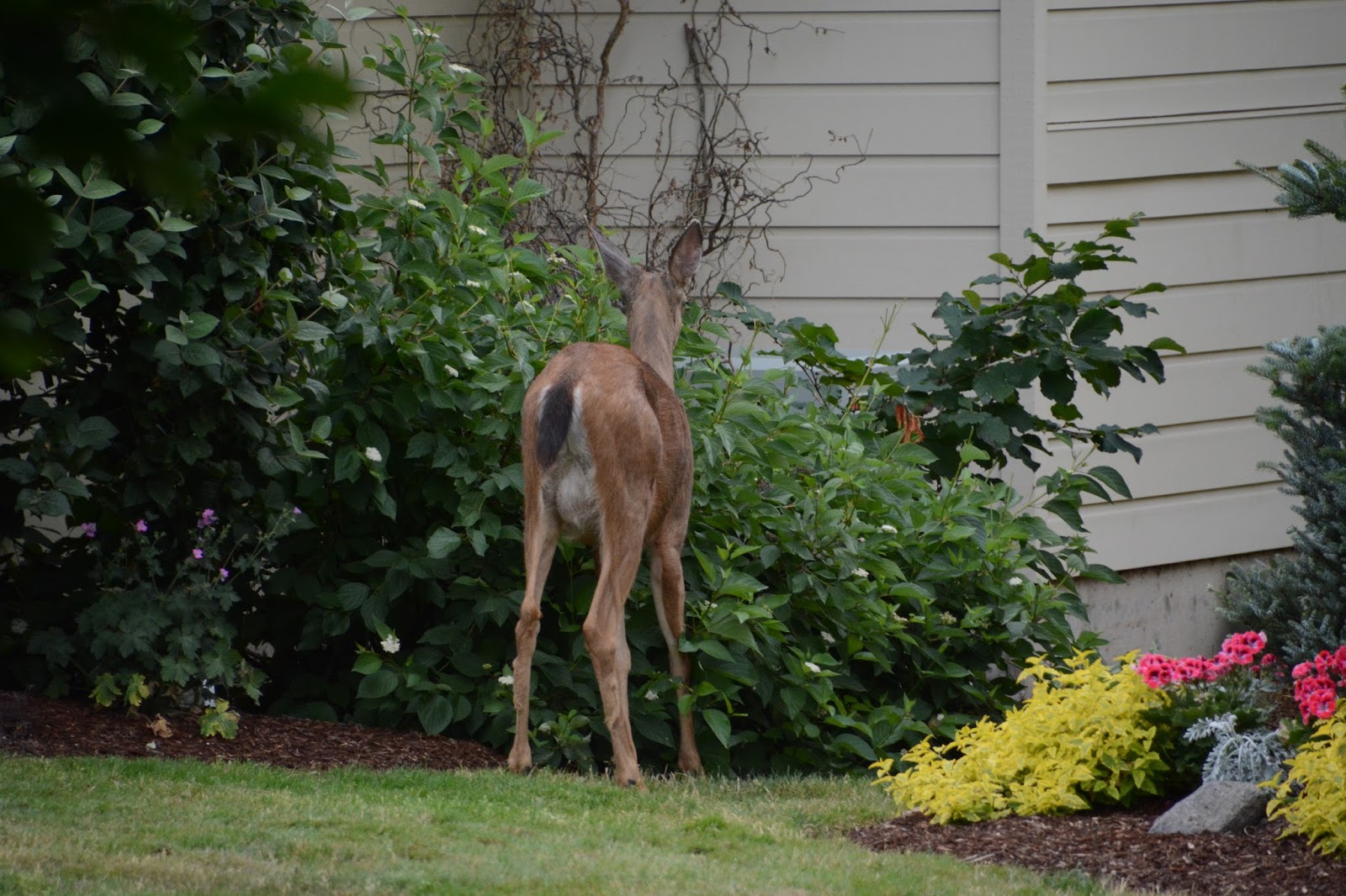 Hal Brown's Blog Purloined raspberries A deer up close and personal