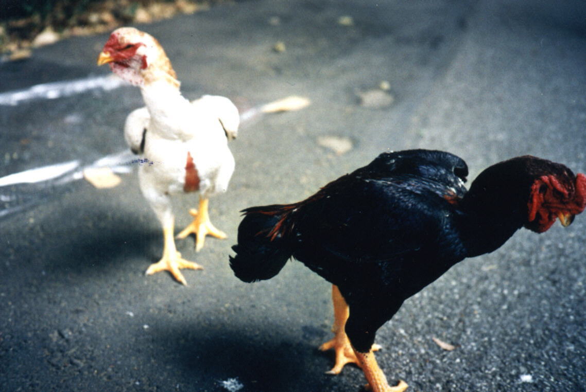 GAMEFOWL OF THE WORLD : June 2013
