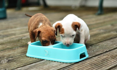 Puppies eating