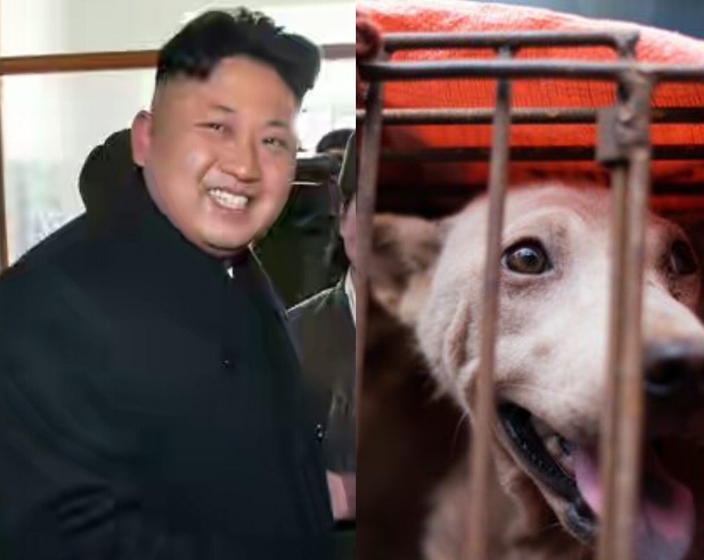 To Ladun Liadi's Blog North Korea Leader Labels DOG MEAT A