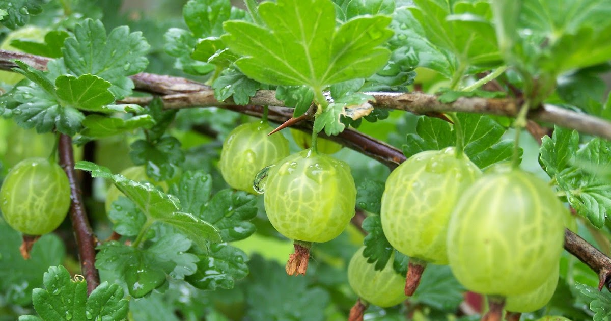 Lesley Paul V.J.'s Blog: Gooseberry and Its Health Importance