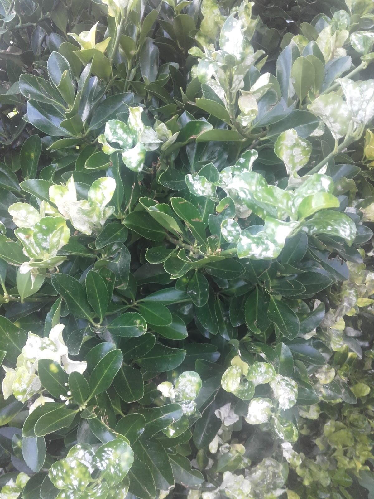 8 Of The Best Bedroom Plants For A Prettier And Healthier Space