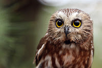 Northern Saw-whet Owl