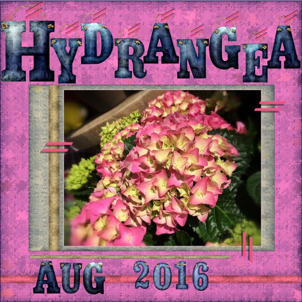 Aug-2016-H = Hydrangea