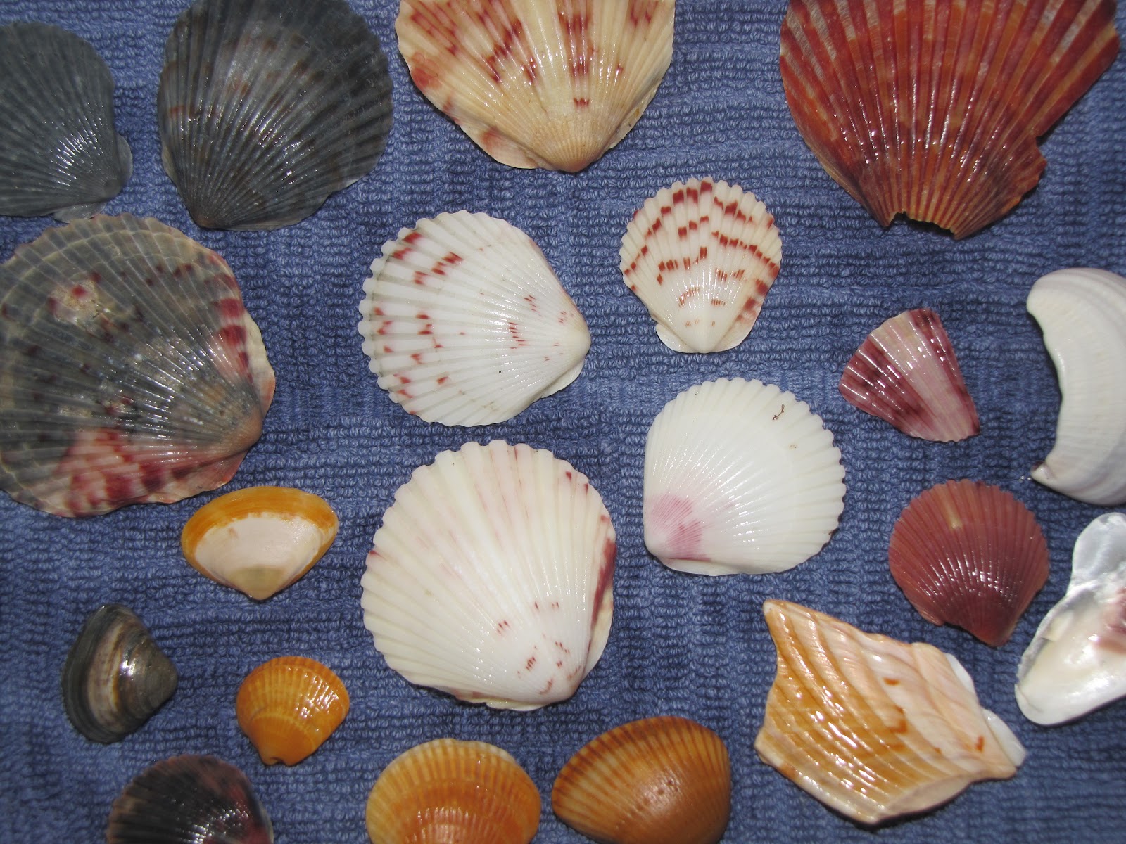 Once....But Now: Broken Pieces - Lessons From the Shells