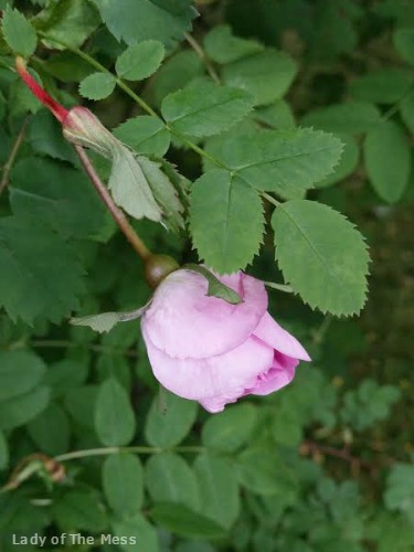 vaaleanpunainen ruusu, pink rose, 