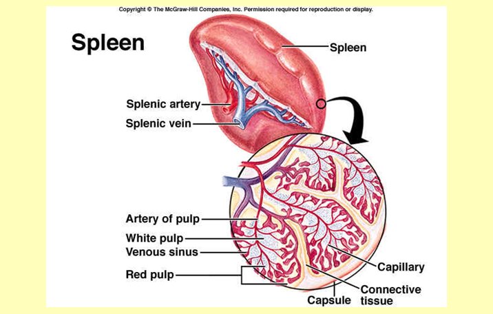 Spleen adalah