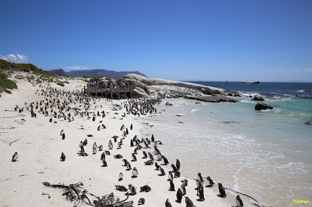 Ciudad del Cabo y Garden Route - Blogs de Sudáfrica - 21-11-18. Península del Cabo. (3)