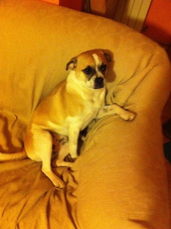 rescue-english-bulldog-incrocio-bouledogue-francese-caso-risolto