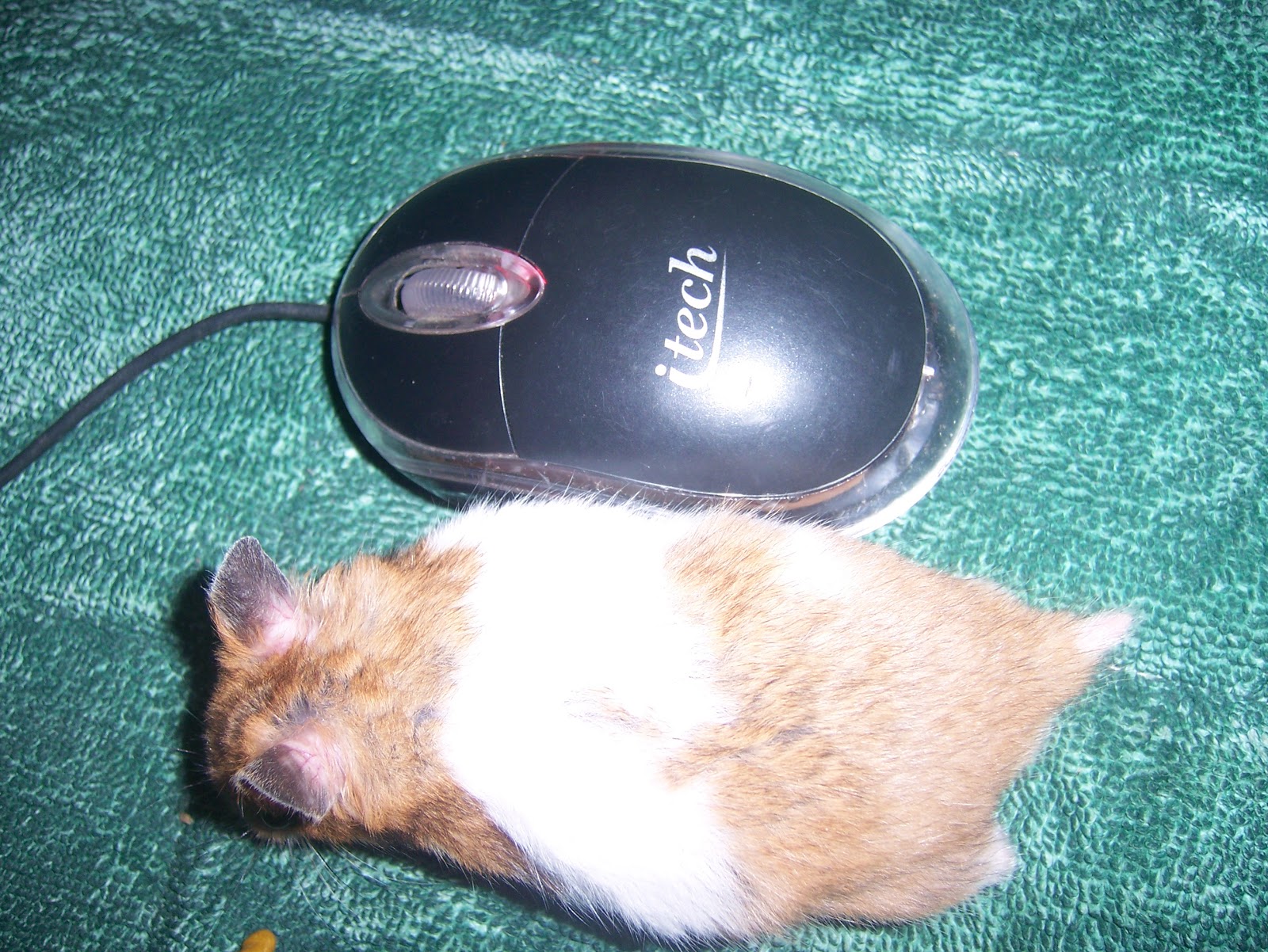HamsterkuBali Differences Between Hamster and Mouse