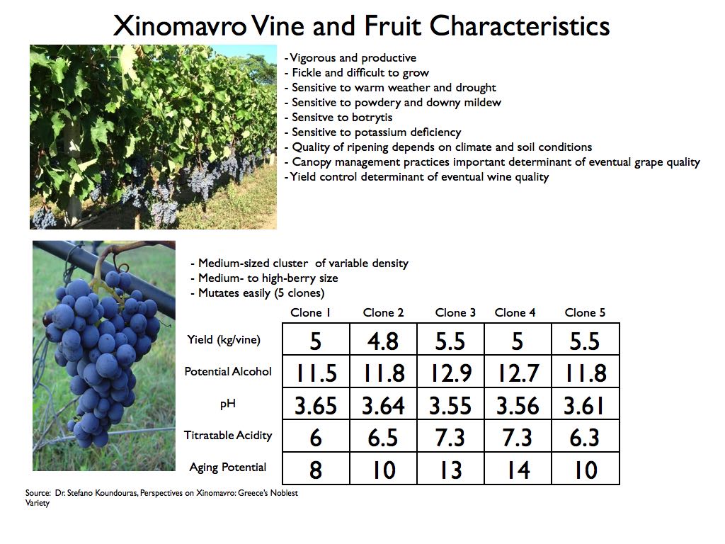 Wine Mise en abyme Xinomavro Variety, growing regions, and wines