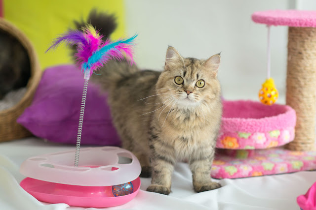 A Guide To Finding The Best Cat Toys