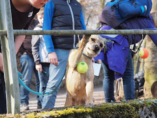 1. Border Terrier in der Schweiz