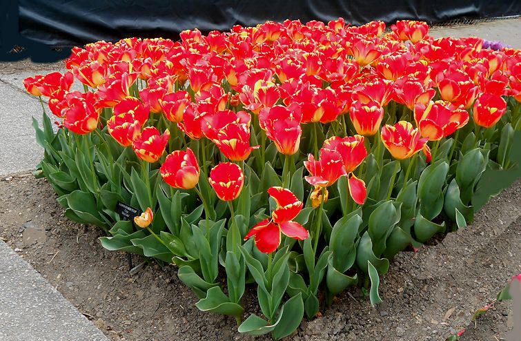 my virtual garden 2 tulips at longwood ii