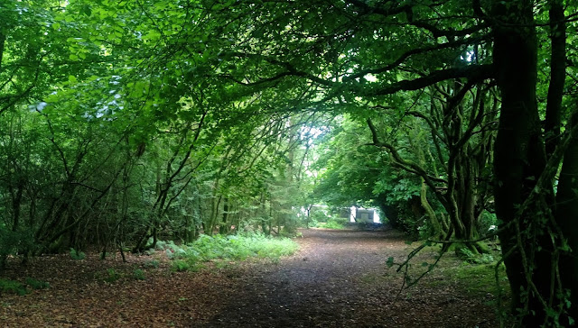 A clearing at Forest Glade Holiday Park