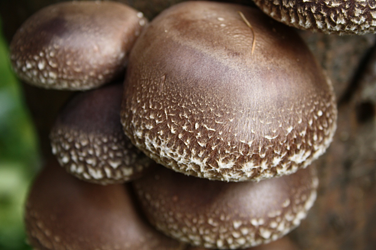 EVA'S WELT Shiitake Pilze