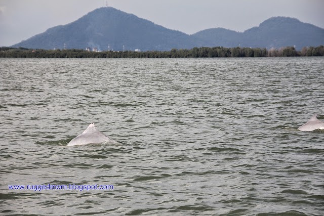 Dolphin in Penang?
