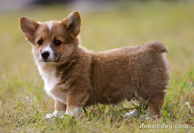corgi welsh pembroke - PUPPIEz