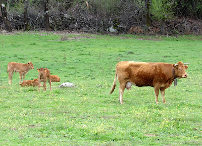 Vacas, pastando en las praderas, ganado, terneras, sierra oeste de Madrid