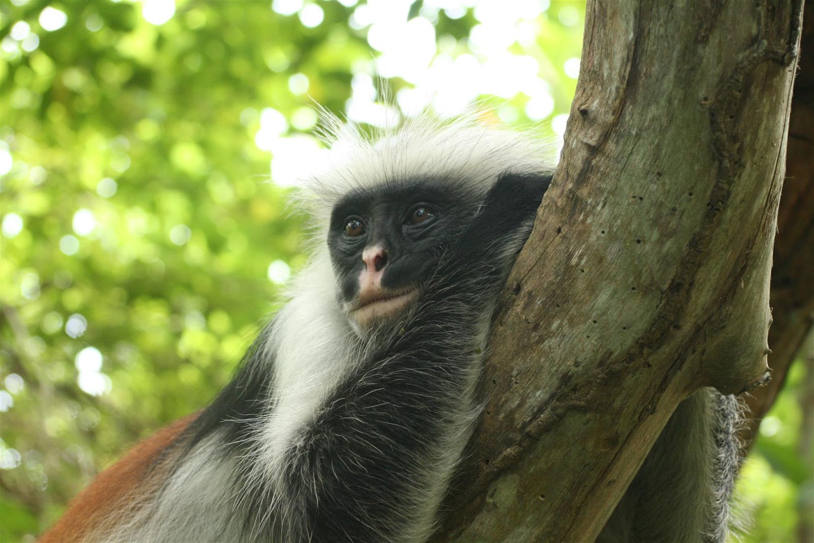Deux Indiens dans l'Océan: Zanzibar: colobes rouges