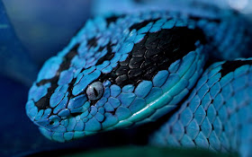 Snakes HD Wallpapers blue dark