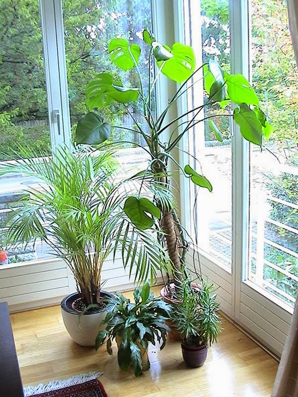 House plants to fight humidity