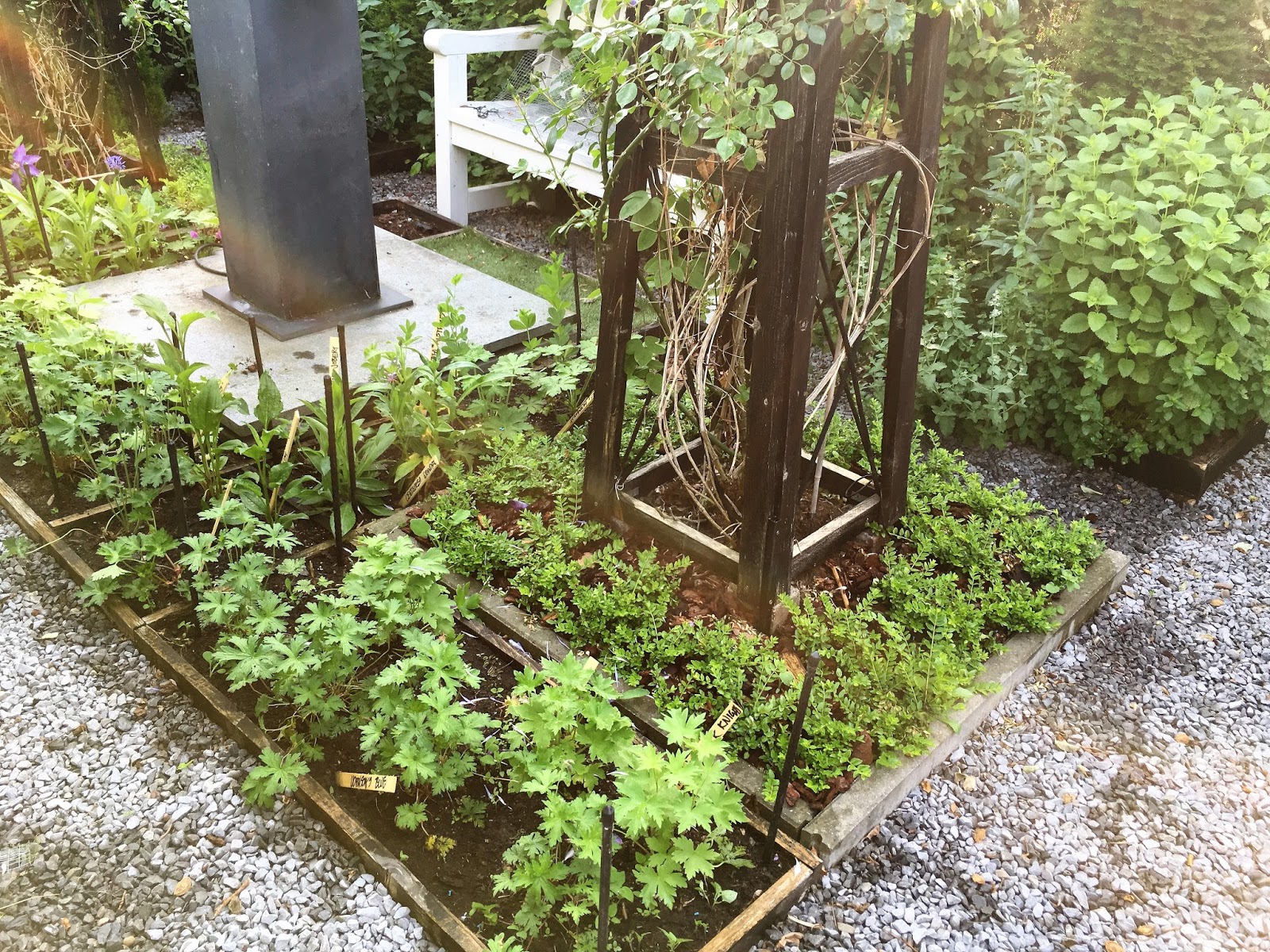 Potagerie in Maastricht 28.05.2017 > New perennials