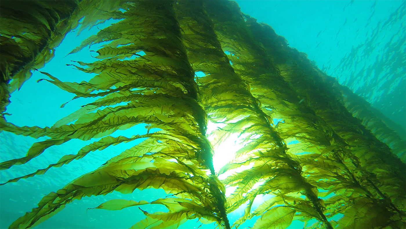 Benefits of Seaweed for Skin Health and Appearance Fresh Seaweed
