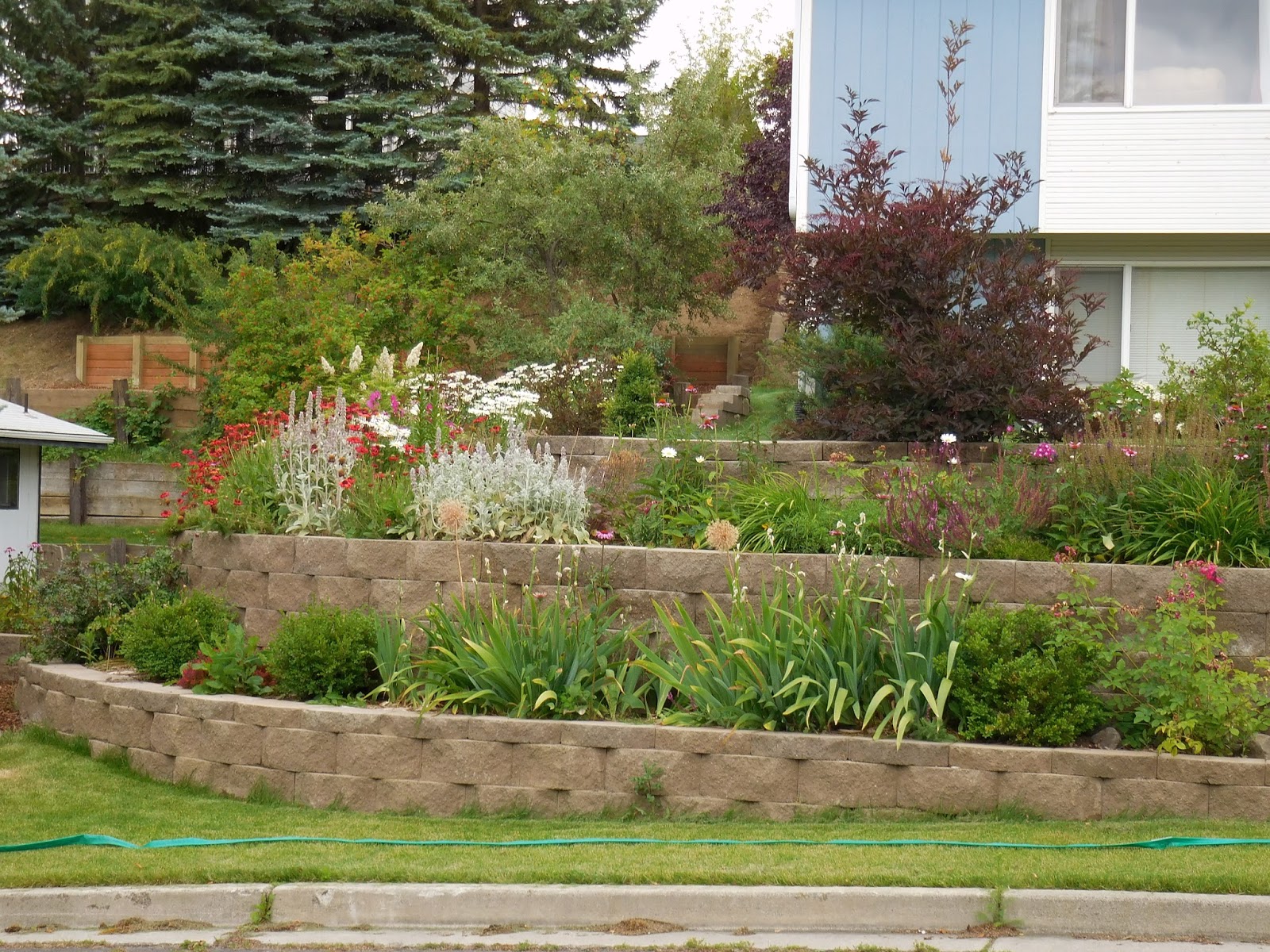 Casagiardino Limelight Hydrangeas Troshortensia Plants