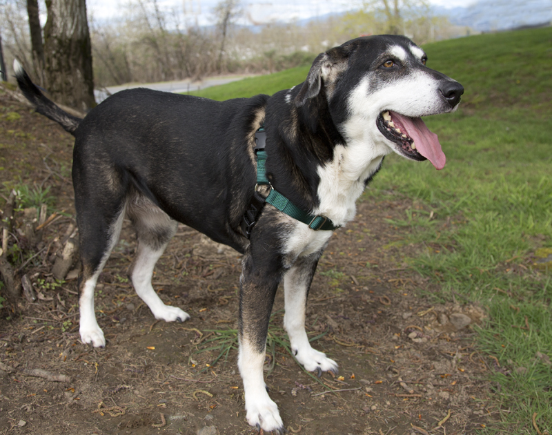 husky hound mix husky hound mix
