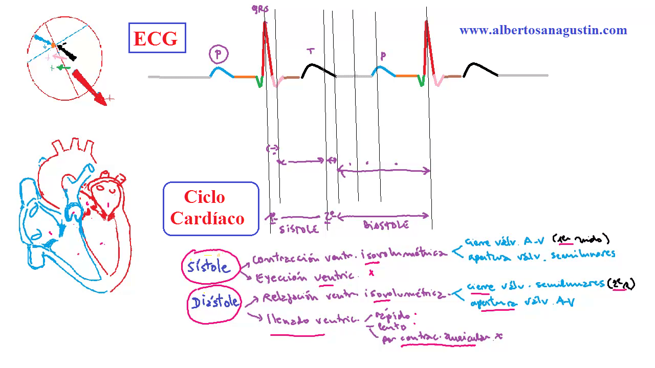 sistema cardiovascular, ciclo cardíaco, electrocardiograma