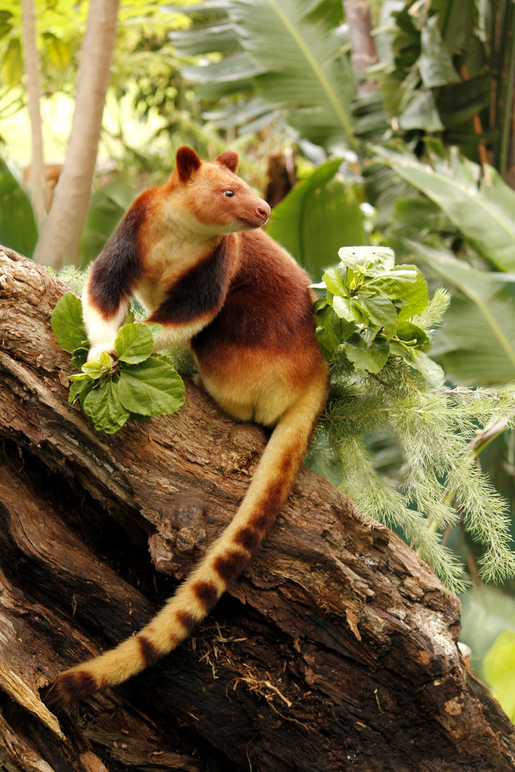 WildLife: Tree Kangaroo - Animal Facts and Photos