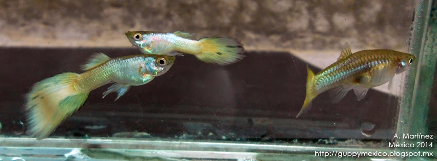 Guppy México: Yellow Micariff