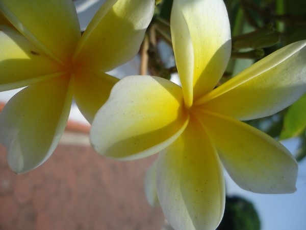Unduh 4000 Wallpaper Bunga Kamboja HD Terbaik Unduh 4000 Wallpaper Bunga Kamboja HD Terbaik