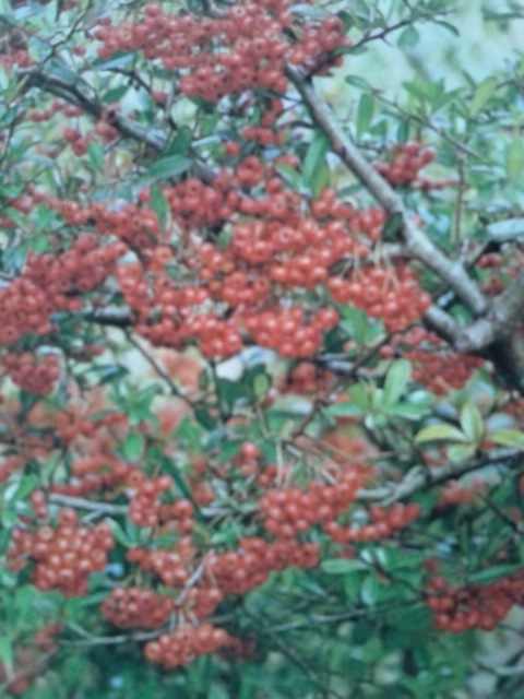 緑のお医者の徒然植物日記 ピラカンサス ピラカンサ 樹木 No 63