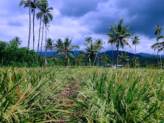 The Walk Path Between Paddy Grain In The Rice Field At Ringdikit Village