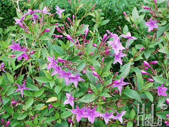 Pseuderanthemum laxiflorum 