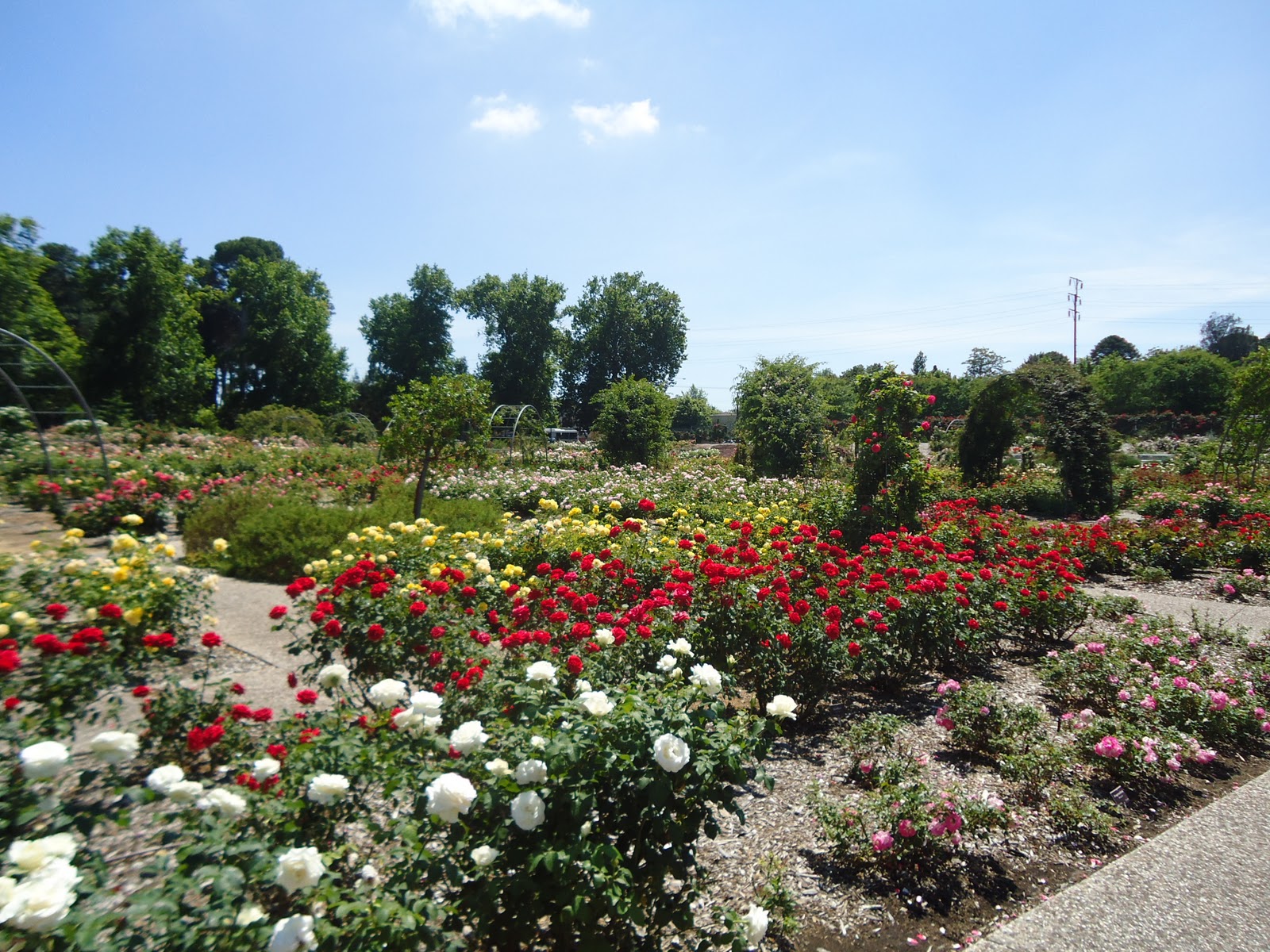 Nos exportamos para Austrália Jardim das Rosas