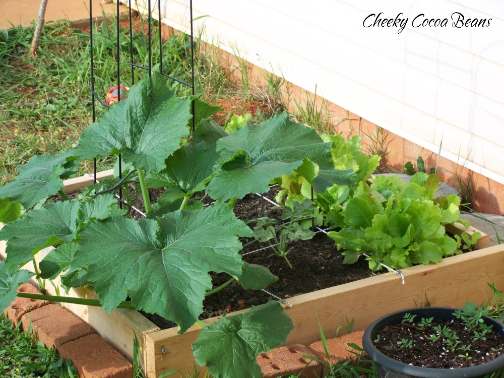 Cheeky Cocoa Beans: (Not-So) Square Foot Gardening