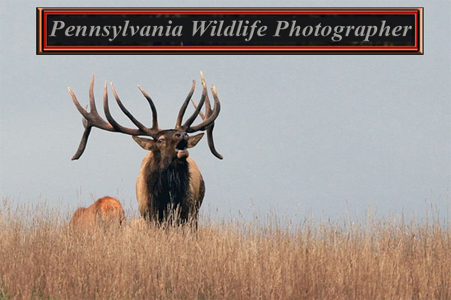 Pennsylvania Wildlife Photographer